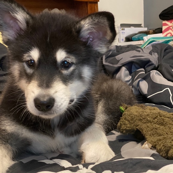 Meet your Posher, Tara - Picture 6 of 6